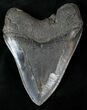 Serrated Megalodon Tooth - Great Shape #14844-2